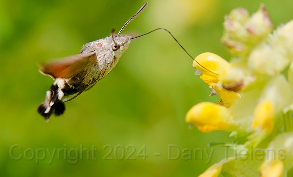 Kolibrievlinder - 003.jpg